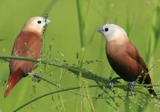 birds