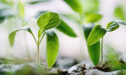 seed