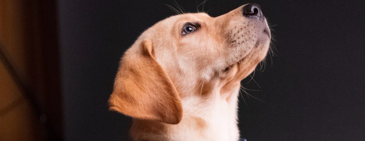 yellow labrador retriever puppy sitting on floor