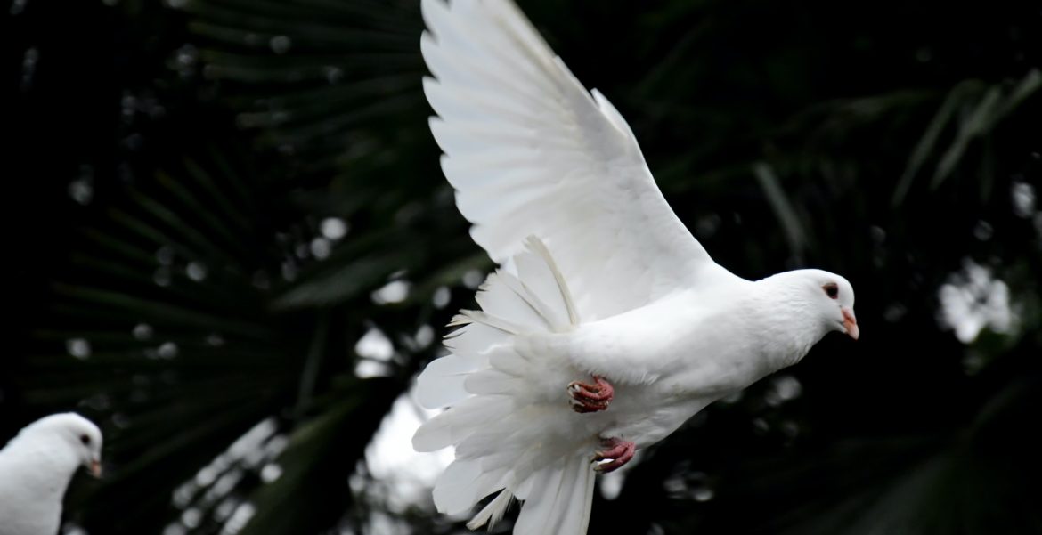 two white doves flying