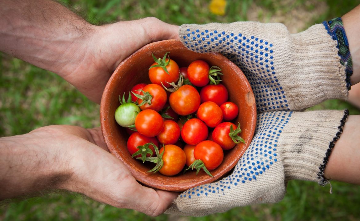 bowl of tomatoes served on person hand