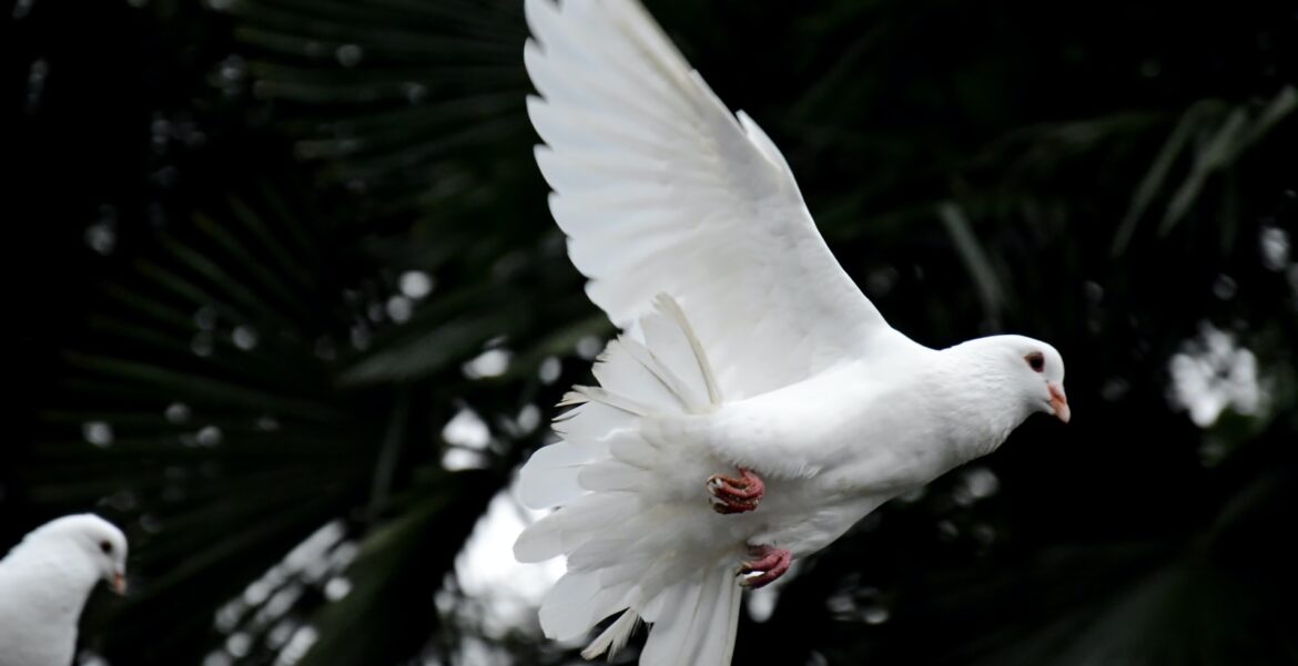 Photo by 卡晨 two white doves flying