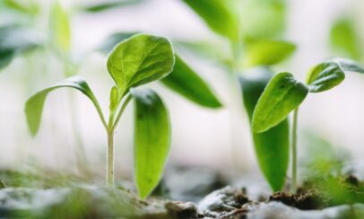 seed