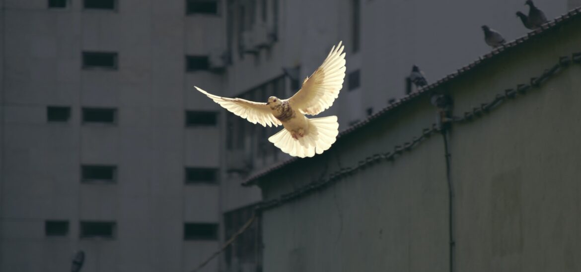 in flight dove