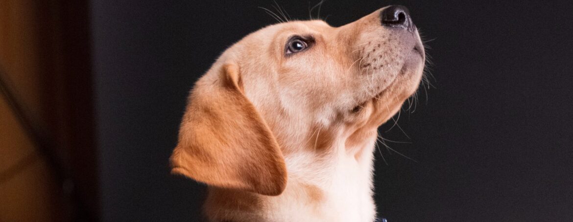 Photo by Taylor Kopel yellow labrador retriever puppy sitting on floor
